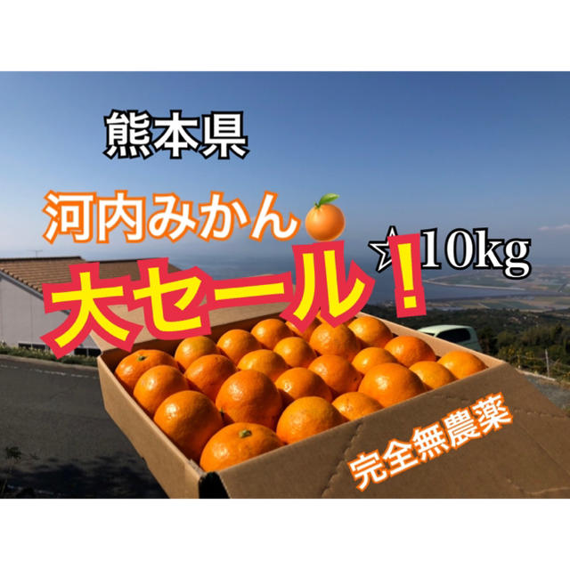 熊本県 河内みかん 10kg  ☆完全無農薬ミカン☆農家直送 食品/飲料/酒の食品(フルーツ)の商品写真