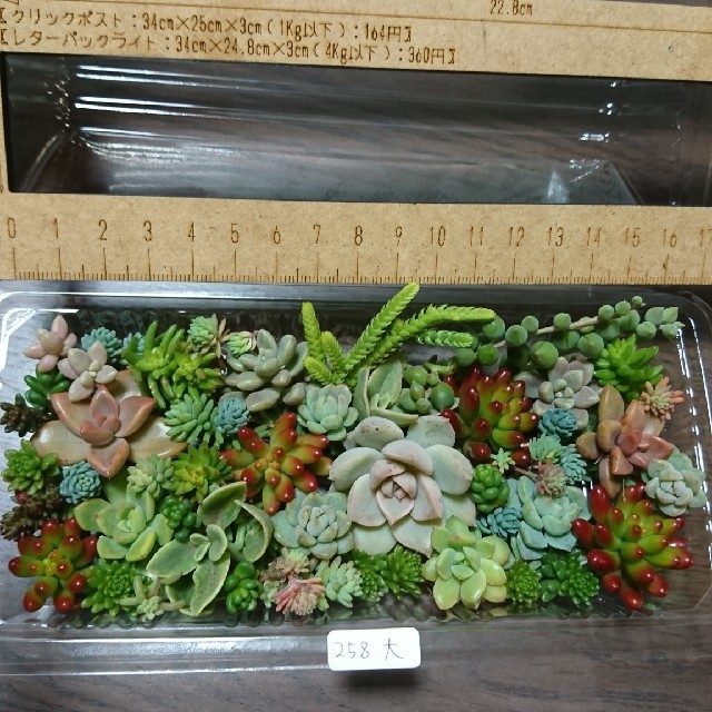 多肉植物 カット苗 258 大 ハンドメイドのフラワー/ガーデン(その他)の商品写真