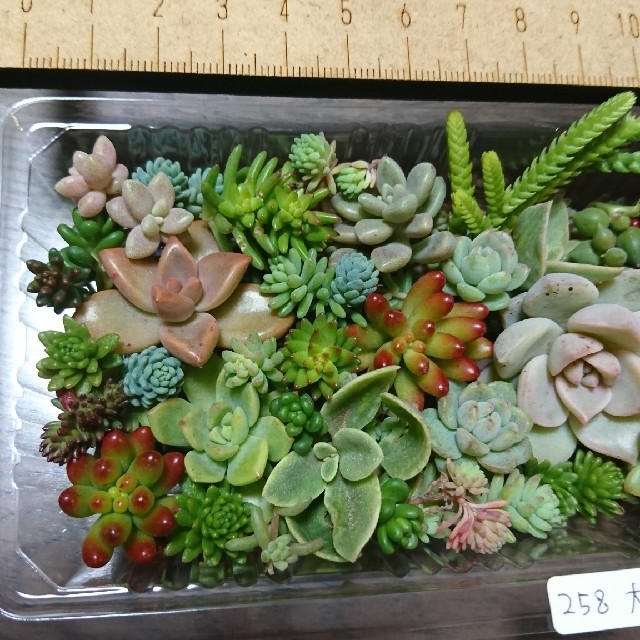 多肉植物 カット苗 258 大 ハンドメイドのフラワー/ガーデン(その他)の商品写真