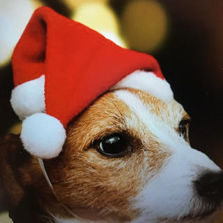 コスプレ　サンタ　クリスマス帽子　小型犬用(犬)