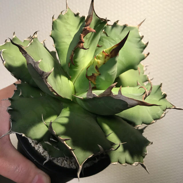 アガベ チタノタ ナンバーワン 農大　Agave Titanota No.1フラワー/ガーデン