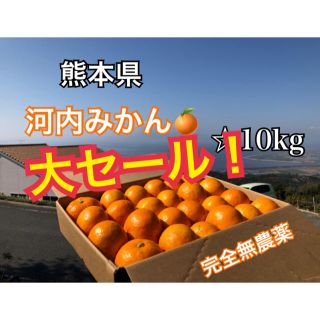 数量限定 熊本県 河内みかん 10kg  ☆完熟無農薬ミカン☆農家直送(フルーツ)