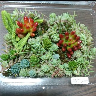 多肉植物 カット苗 257 セール (その他)