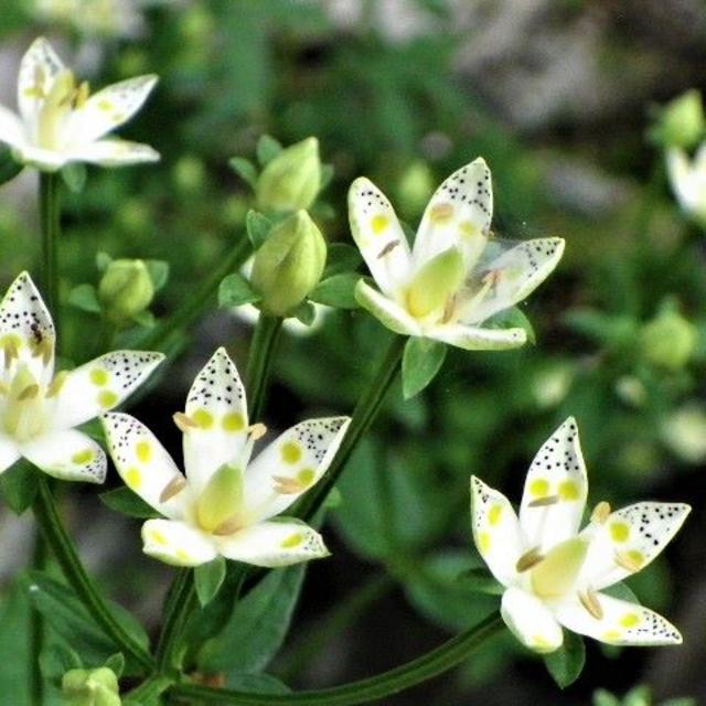 山野草 アケボノ草の種 30~40粒　既に絶滅危惧種の県や地域も～ ハンドメイドのフラワー/ガーデン(プランター)の商品写真