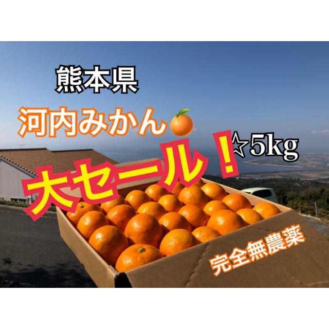 数量限定 熊本県 河内みかん 5kg  ☆完熟無農薬ミカン☆農家直送 食品/飲料/酒の食品(フルーツ)の商品写真