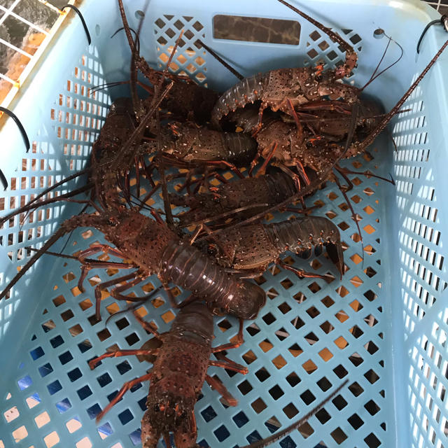 超歓迎された 活伊勢海老 4尾セット 1尾 230 270g 送料無料伊勢エビ かにの大吉 父の日 お中元 Fucoa Cl 超歓迎された 活伊勢海老 4尾セット 1尾 230 270g 送料無料伊勢エビ かにの大吉 父の日 お中元 Fucoa Cl
