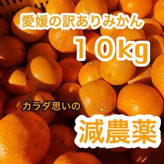 愛媛の温州みかん 10kg 混合サイズ(フルーツ)