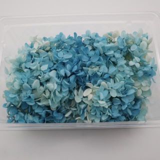 【期間限定SALE 】アジサイ  ブルーホワイト 1箱(プリザーブドフラワー)