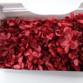 プリザーブド紫陽花 ワインレッド(プリザーブドフラワー)