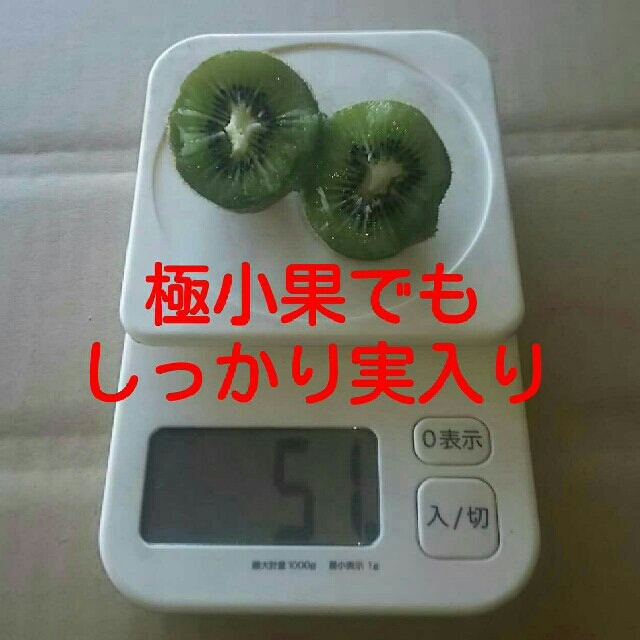 ５kg 栃木県産 キウイフルーツ ハネ出し加工用 食品/飲料/酒の食品(フルーツ)の商品写真