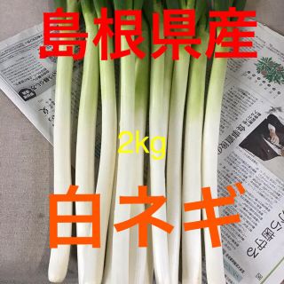 島根県産「白ネギ(長ネギ)」約2kg 火山灰土で栽培(野菜)