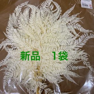 大地農園　ヒメワラビ　新品1袋(ドライフラワー)