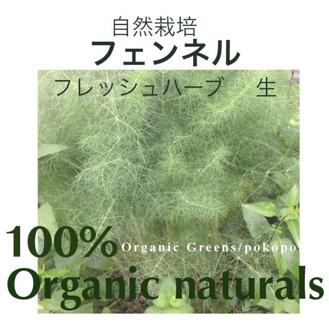 食用　フェンネル　生葉　カット茎　自然農法　完全無農薬無化学肥料有機栽培 食品/飲料/酒の食品(野菜)の商品写真