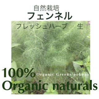 食用　フェンネル　生葉　カット茎　自然農法　完全無農薬無化学肥料有機栽培(野菜)