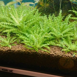 無農薬水草ポゴステモンヘルフェリー(アクアリウム)