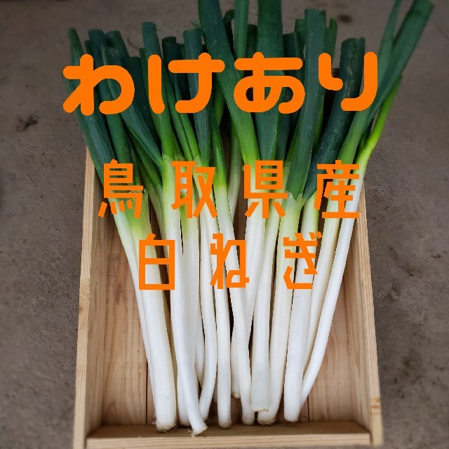 鳥取県産 白ねぎ　わけあり品 食品/飲料/酒の食品(野菜)の商品写真