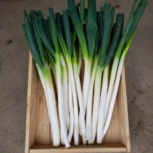 鳥取県産 白ねぎ　わけあり品 食品/飲料/酒の食品(野菜)の商品写真