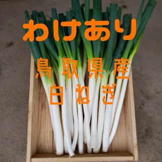 鳥取県産 白ねぎ　わけあり品(野菜)