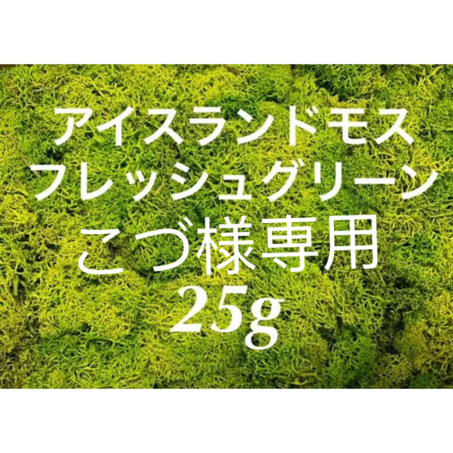 アイスランドモス　フレッシュグリーン25g ハンドメイドのフラワー/ガーデン(ドライフラワー)の商品写真