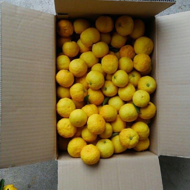 ③自家栽培した柚子約4.6キログラム 食品/飲料/酒の食品(フルーツ)の商品写真