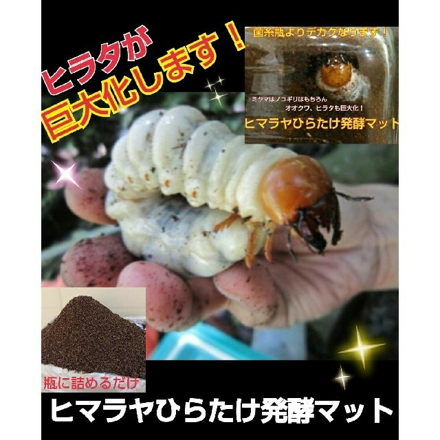クワガタ幼虫が巨大化します!ヒマラヤひらたけ発酵マット!菌糸 クワガタ幼虫が巨大化します!ヒマラヤひらたけ発酵マット!菌糸