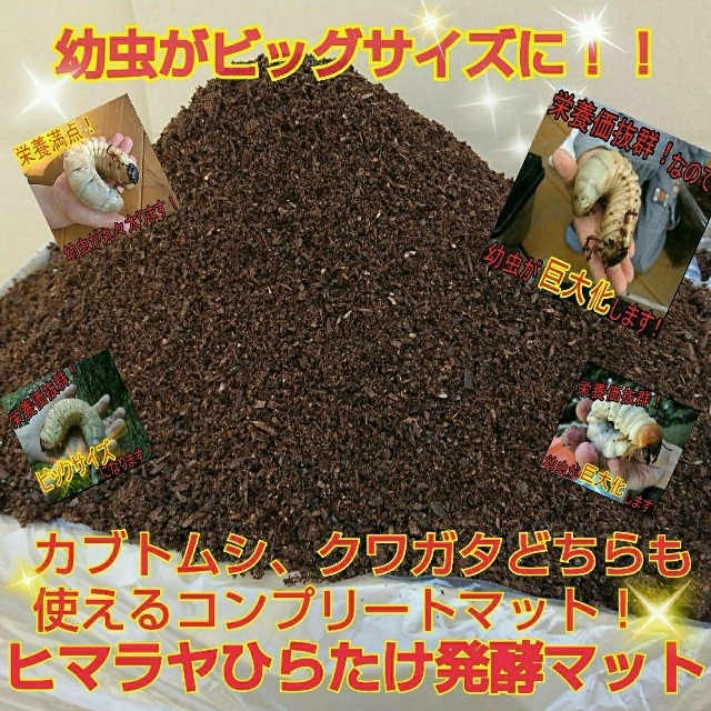 クワガタ幼虫が巨大化します!ヒマラヤひらたけ発酵マット!菌糸 クワガタ幼虫が巨大化します!ヒマラヤひらたけ発酵マット!菌糸