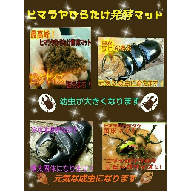 クワガタ幼虫が巨大化します!ヒマラヤひらたけ発酵マット!菌糸 クワガタ幼虫が巨大化します!ヒマラヤひらたけ発酵マット!菌糸