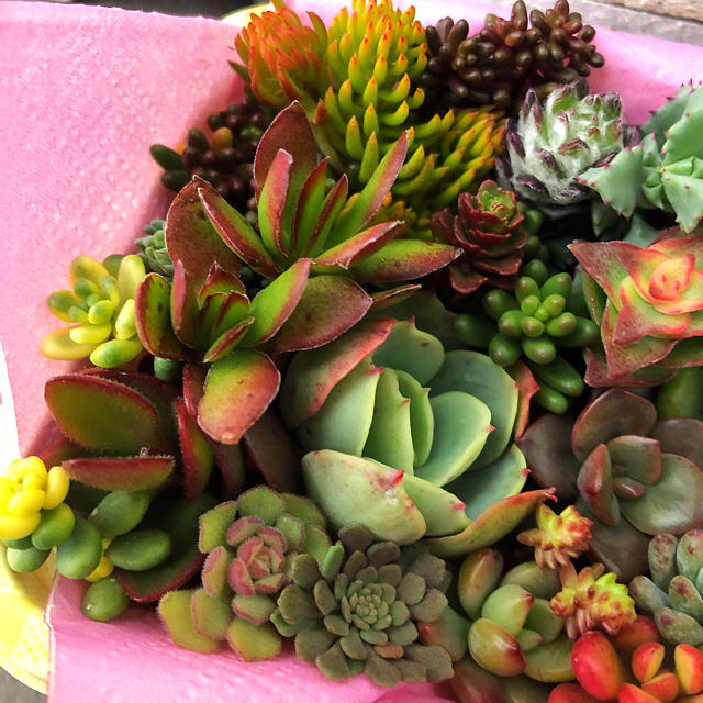 多肉植物☆43種類カット苗詰め合わせています☆ centrorenovo.com.br