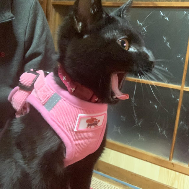 ペットハーネス (猫、小型犬用)ピンク ハンドメイドのペット(リード/首輪)の商品写真