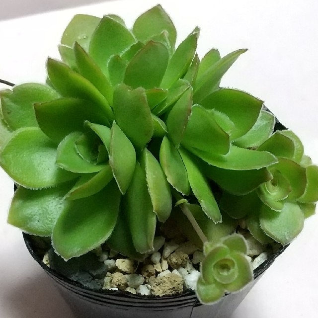 多肉植物 オルビキュラリス 抜き苗の通販 By Sentaro Hausu S Shop ラクマ 多肉植物 オルビキュラリス 抜き苗の通販 By Sentaro Hausu S Shop ラクマ