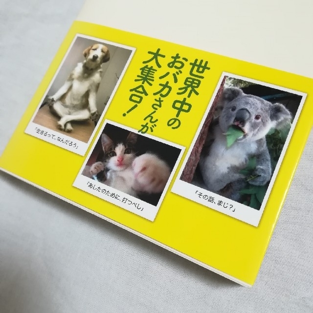 【中古本】わんニャンとか。 犬猫ほか、面白画像集 エンタメ/ホビーの本(アート/エンタメ)の商品写真