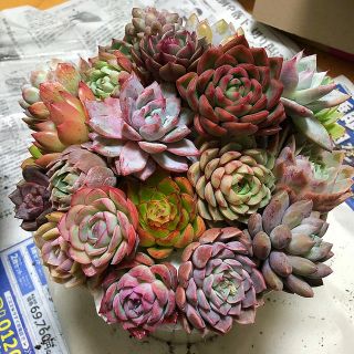画像の物全部❣️超お買い得❣️多肉植物 韓国苗他寄せ植えセットの