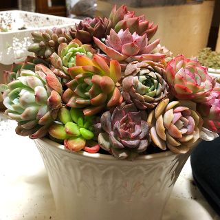 画像の物全部❣️超お買い得❣️多肉植物 韓国苗他寄せ植えセット