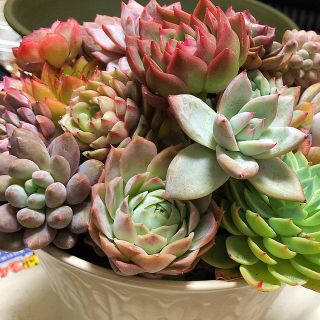 画像の物全部❣️超お買い得❣️多肉植物 韓国苗他寄せ植えセット