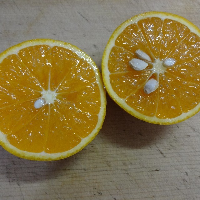 自家製 オレンジ 無農薬 加工用 約3kg 食品/飲料/酒の食品(フルーツ)の商品写真