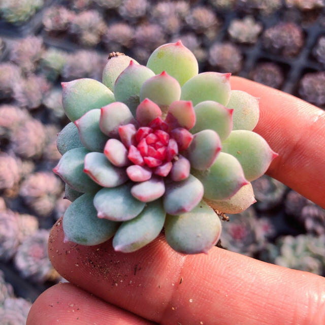 多肉植物　新種その他