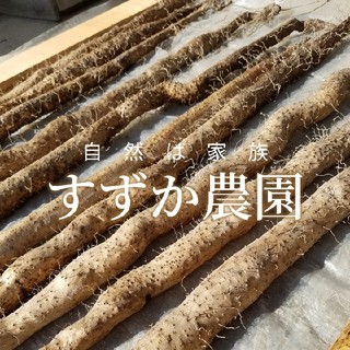 ☆MIKIKO☆様専用自然薯700グラム(野菜)