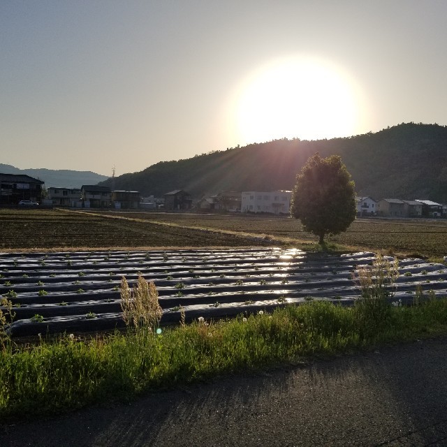 菊芋♪無農薬オーガニック★年内最後になります！ 食品/飲料/酒の食品(野菜)の商品写真