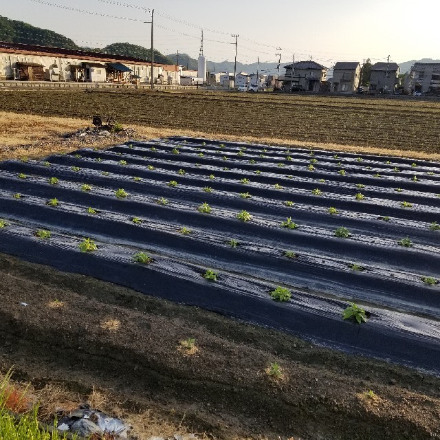 菊芋♪無農薬オーガニック★年内最後になります！ 食品/飲料/酒の食品(野菜)の商品写真