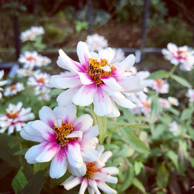 ジニア ザハラ  花の種 ミックス ハンドメイドのフラワー/ガーデン(ドライフラワー)の商品写真