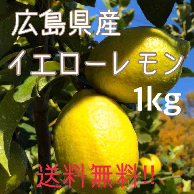 レモン 1キロ 広島県 大崎上島産 瀬戸内 もぎたて ノーワックス 食品/飲料/酒の食品(フルーツ)の商品写真