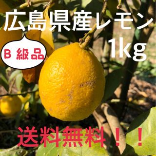 B級品レモン 化学農薬不使用 大崎上島産 広島 瀬戸内 1kg(フルーツ)