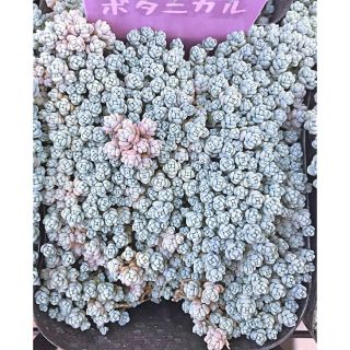 ブレビフォリウム　セダム　多肉植物(その他)