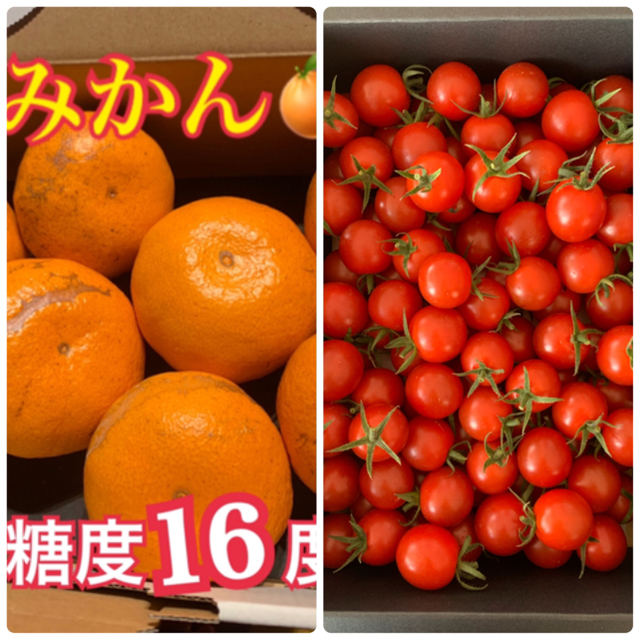 幻のみかん3kg とキャロルセブン1Kgセット 食品/飲料/酒の食品(野菜)の商品写真