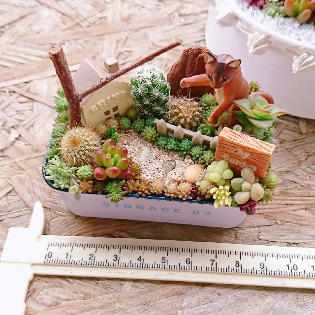 多肉植物  寄せ植え  即購入OK！ ハンドメイドのフラワー/ガーデン(その他)の商品写真