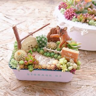 多肉植物  寄せ植え  即購入OK！(その他)