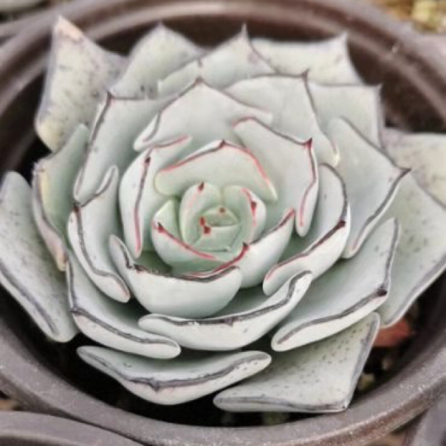 多肉植物　多肉植物Echeveria strictiflora ハンドメイドのフラワー/ガーデン(その他)の商品写真