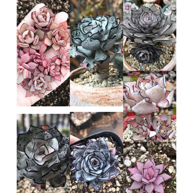 多肉植物　多肉植物Echeveria strictiflora ハンドメイドのフラワー/ガーデン(その他)の商品写真