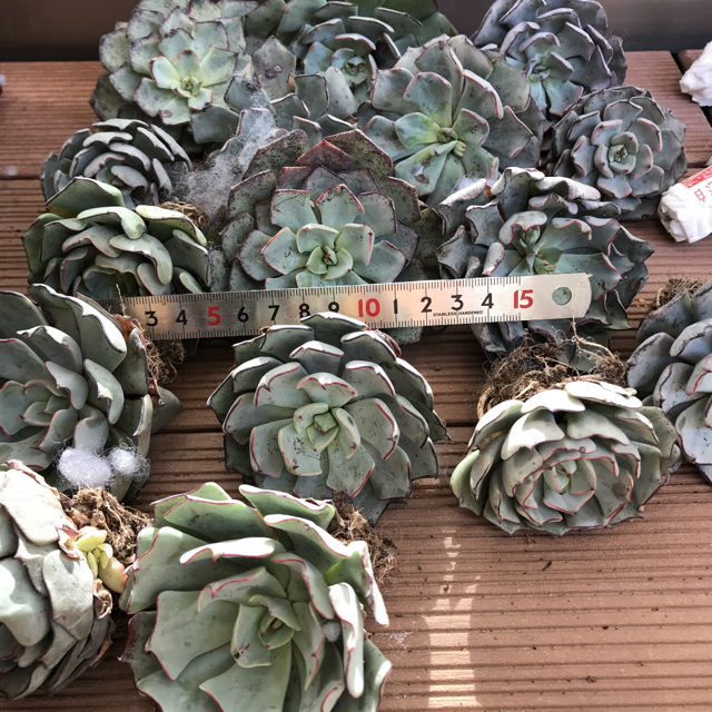 多肉植物　多肉植物Echeveria strictiflora ハンドメイドのフラワー/ガーデン(その他)の商品写真