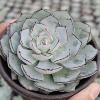 多肉植物　多肉植物Echeveria strictiflora(その他)